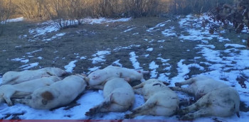 Mještani u strahu: Mrtve svinje ostavili na tuðem imanju