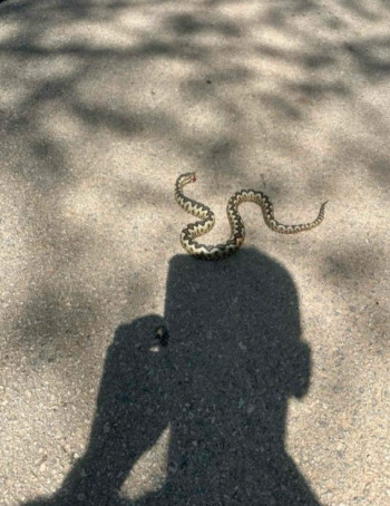 Zmija ušla u garažu u Trebinju: Intervenisao vatrogasac Željko Ćurić 