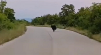 Medvjed ponovo viđen u Hercegovini: Građanima stiglo upozorenje