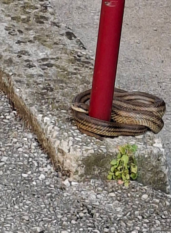 Građani oprez: Zmije viđene na više lokacija u Trebinju