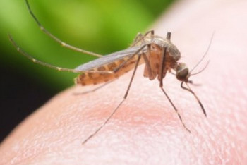 U četvrtak i petak zaprašivanje komaraca u Trebinju