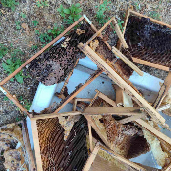 Medvjed ne odustaje: Pčelaru iz Nudola uništio 12 košnica (Foto)