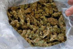 U Vraćenovićima pronađeno pet kg skanka