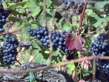 Очекује се солидан принос грожђа