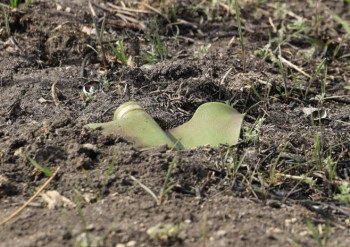 Добој: Млађи мушкарац погинуо у обиљеженом минском пољу