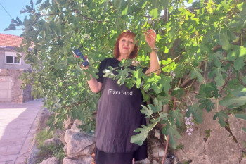 Čudesna smokva raste u zidinama Muzeja Hercegovine, čuva je frizerka Novka