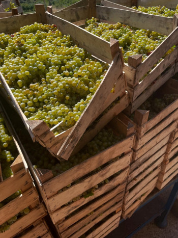 Septembar u hercegovačkim vinogradima: Berba obećava vrhunska vina