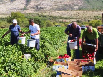 U ljubinjskom kraju počela berba paprike, za mnoge najbolje za pripremu ajvara! (VIDEO)
