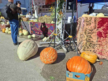 Foča ima najtežu tikvu: Pobjednička bundeva teška 57,9 kilograma