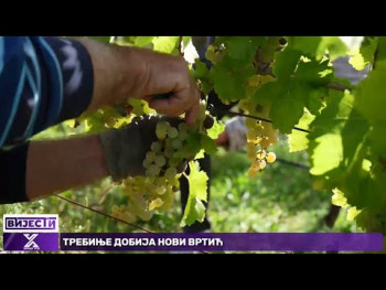 Počela berba žilavke u Carskim vinogradima Vukoje (Video)