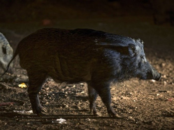 Afrička kuga registrovana među divljim svinjama