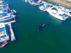 Kit dug 10 i po metara zalutao u kalifornijski zaliv (VIDEO)