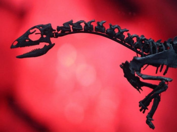 Pronađeno savršeno očuvano jaje dinosaurusa staro 70 miliona godina