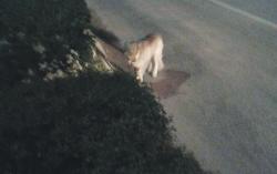 Никшић: Вук шетао главним градским булеваром?