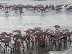 Flamingo štedi energiju dok stoji na jednoj nozi