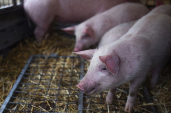 Pred slave i praznike evidentan rast cijena prasadi u Srpskoj