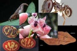 Листа животињских и биљних врста пронађених 2017. године