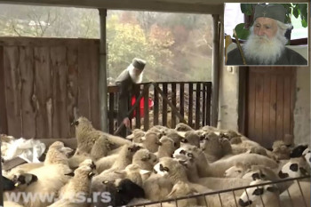 Je li Radivoje najobrazovaniji pastir: Magistar čuva stado ovaca