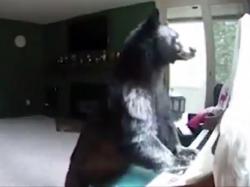 Medvjed provalio u kuću i zasvirao klavir (VIDEO)