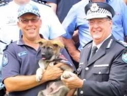 Није постао полицијски пас јер је превише добар