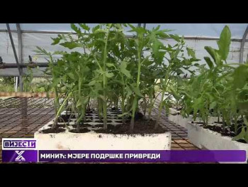 Agrarni fond podijelio 20.000 struka rasada trebinjskim poljoprivred (Video)