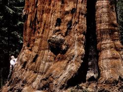 Натјерали га да посијече омиљено дрво, а онда је одлучио да се освети