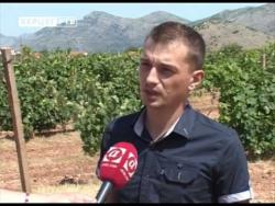 Dva neizvjesna mjeseca za trebinjske vinare (VIDEO)