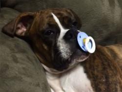 Žena izbacila muža iz kreveta zbog psa