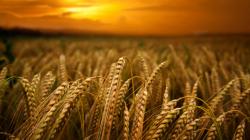 Natprosječan prinos pšenice i strnih žita u RS
