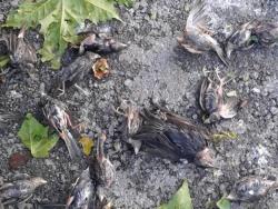 Невријеме побило птице у Чапљини