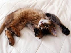 Отворен луксузни хотел за мачке