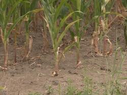 Министарство пољопривреде: У Српској извјесно стање елементарне непогоде