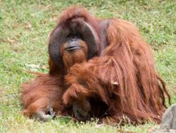 Угинуо један од првих мајмуна који је научио знаковни језик