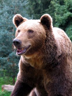 Gacko: Medvjed uništio desetine košnica, pčelari ga snimali