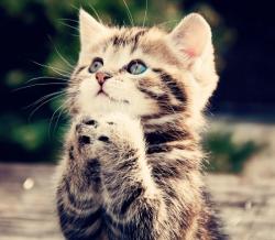 Raspisan konkurs za radno mjesto mačke