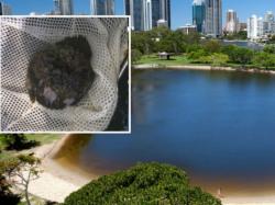 Ispraznili cijelo jezero zbog jedne ribe (VIDEO)