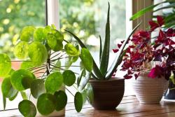 Pet kućnih biljaka koje odlično utiču na vaše zdravlje