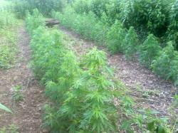 Код Бањалуке пронађено 230 стабљика индијске конопље