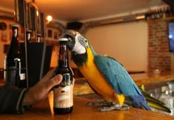 Konobar sa krilima: Papagaj koji otvara pivo