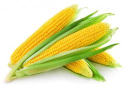 Принос кукуруза у Српској умањен за 40 одсто