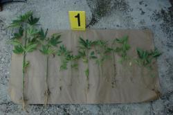 Пронађено и изузето 107 стабљика морфолошких карактеристика индијске конопље