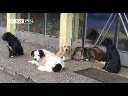 Psi lutalice se izvoze u EU? (VIDEO)
