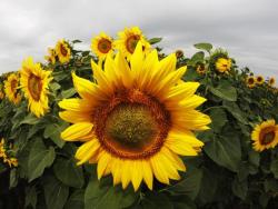 Откривено зашто сунцокрети прате Сунце