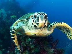 Morska kornjača 