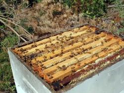 Srpski pčelari otkrili mnogo unosniji biznis od proizvodnje meda