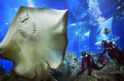 Морске животињице могу да буду веома забавне (ВИДЕО)