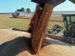 Принос пшенице у Српској изнад вишегодишњег просјека