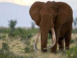 Istina o slonovima