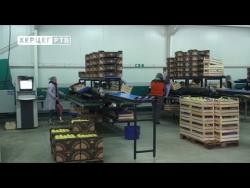 Zabranjen izvoz jabuka u Rusiju (VIDEO)